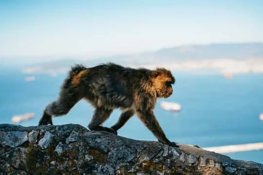 Gibraltar day trip from Seville with transfer and five hours of free time