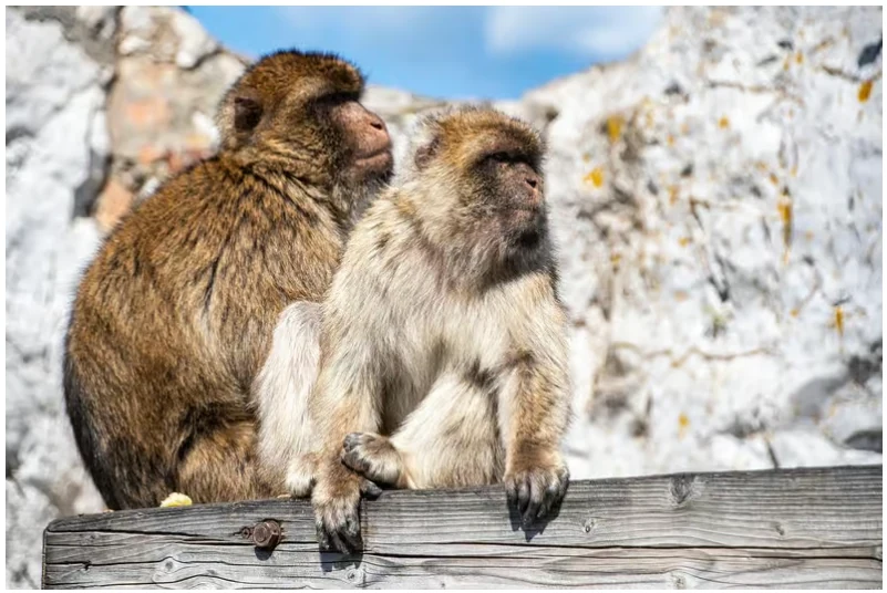 Excursion à Gibraltar depuis Séville avec 5 heures de temps libre