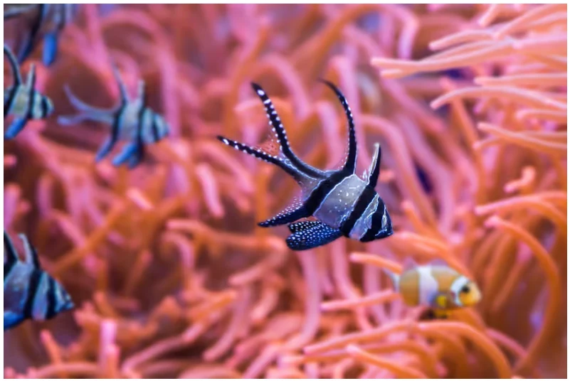 Billet Aquarium de Séville : découvrez le côté marin de la ville avec un accès organisé