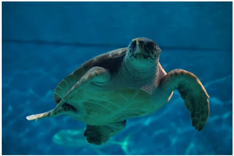 Billet Aquarium de Séville : découvrez le côté marin de la ville avec un accès organisé