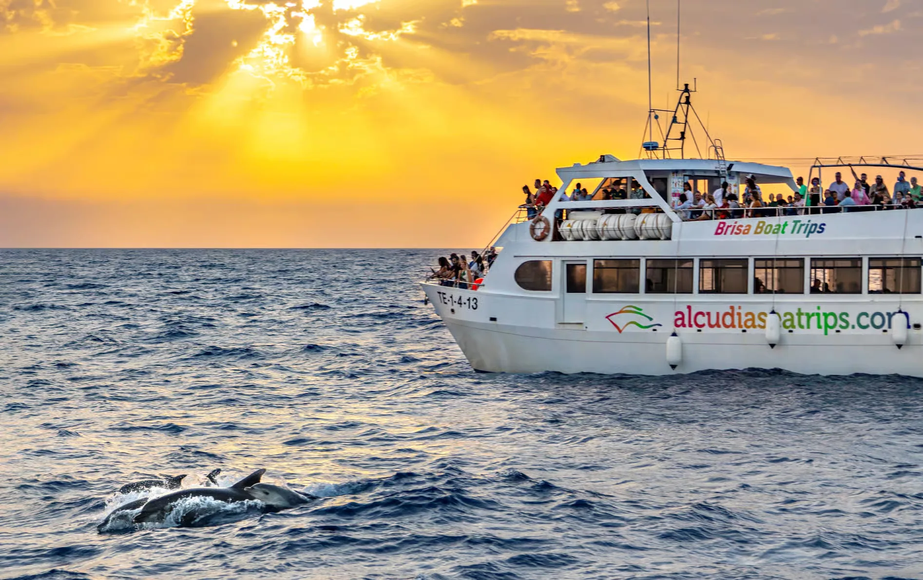Dolphin watching boat tour from Port d'Alcúdia at sunrise