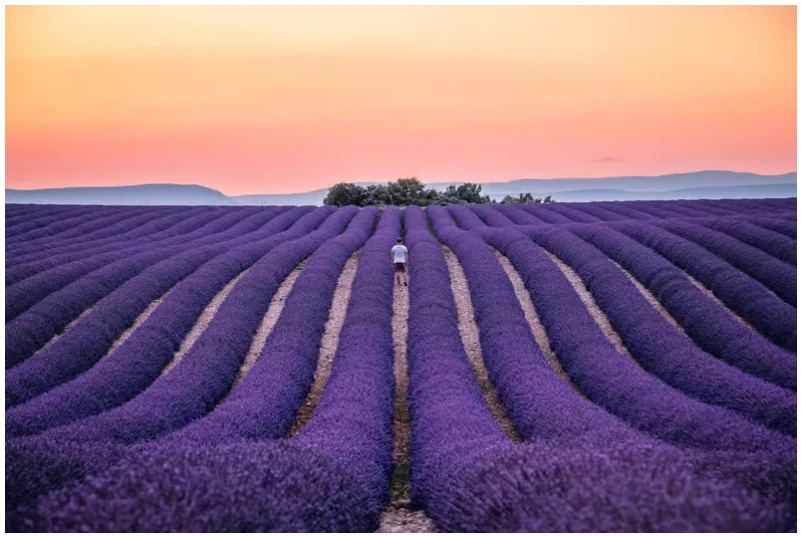 Provence Lavender Fields Tour from Nice or Cannes with the Verdon