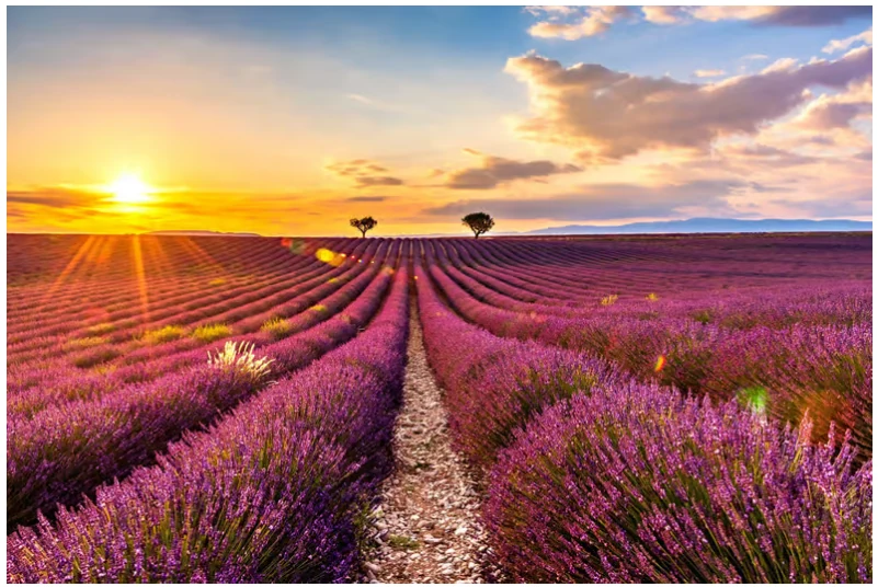 Tour zu den Lavendelfeldern der Provence ab Nizza oder Cannes