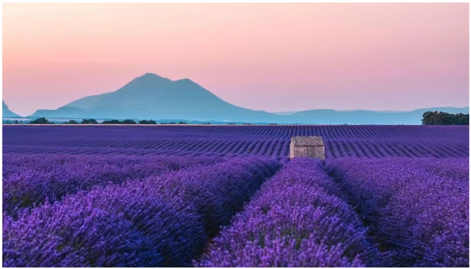 Tour zu den Lavendelfeldern der Provence ab Nizza oder Cannes