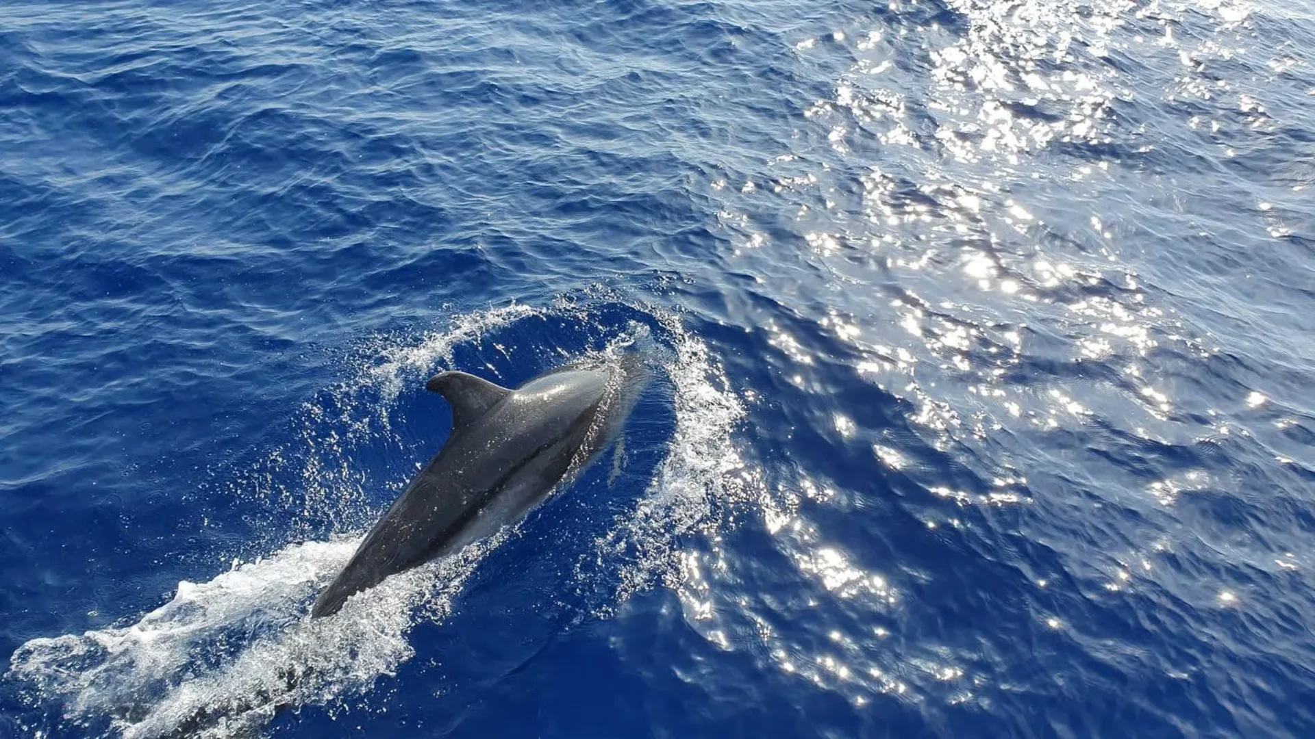 From Paguera: dolphin watching cruise on a glass-bottom boat