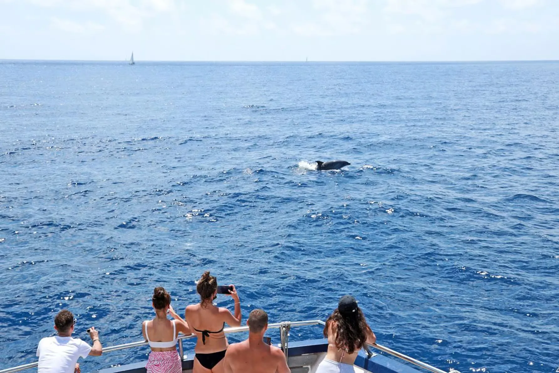 Dolphin watching cruise from Paguera along Mallorca’s southwest coast
