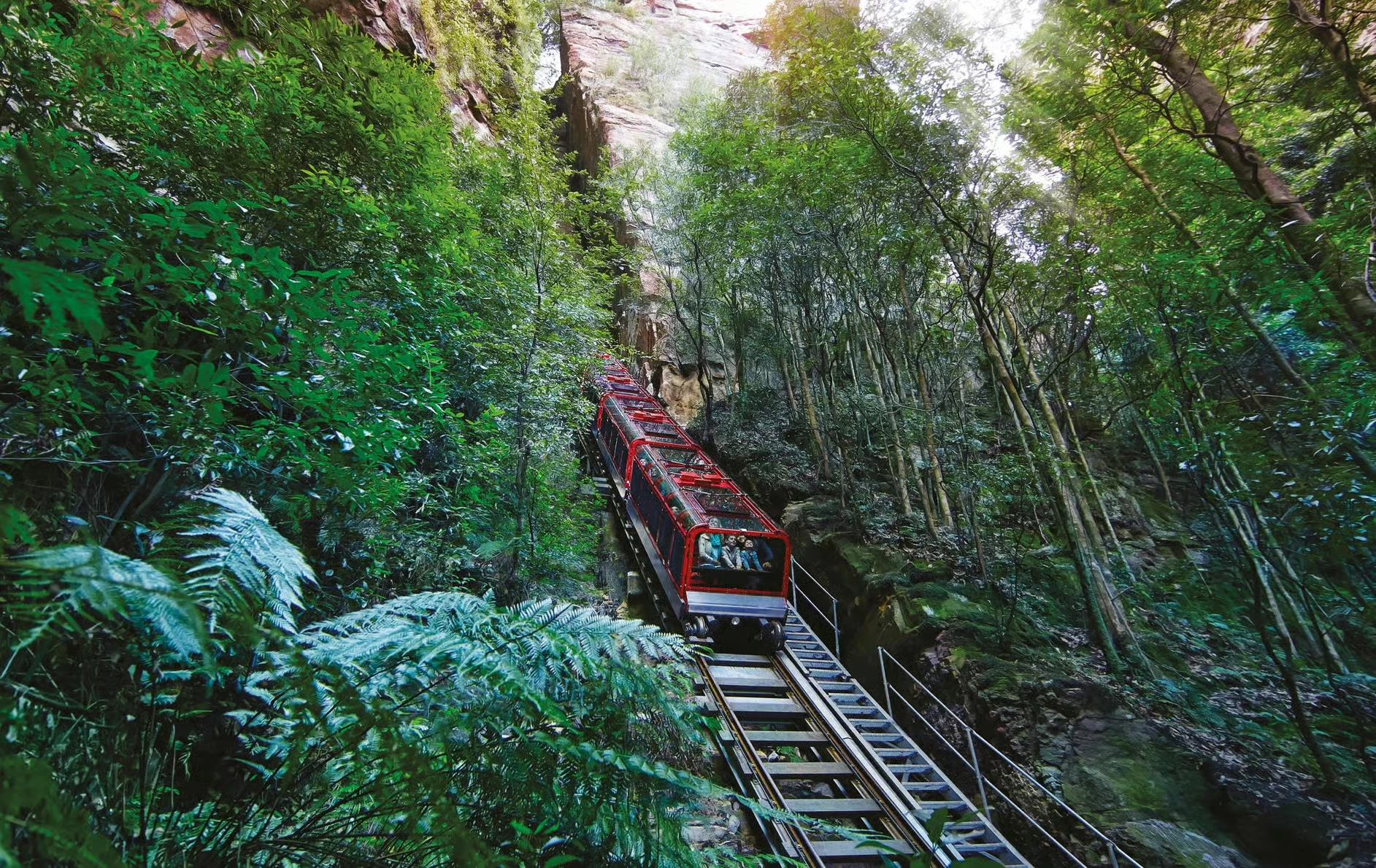 Blue Mountains Scenic World Day Trip from Sydney with Koala Photo