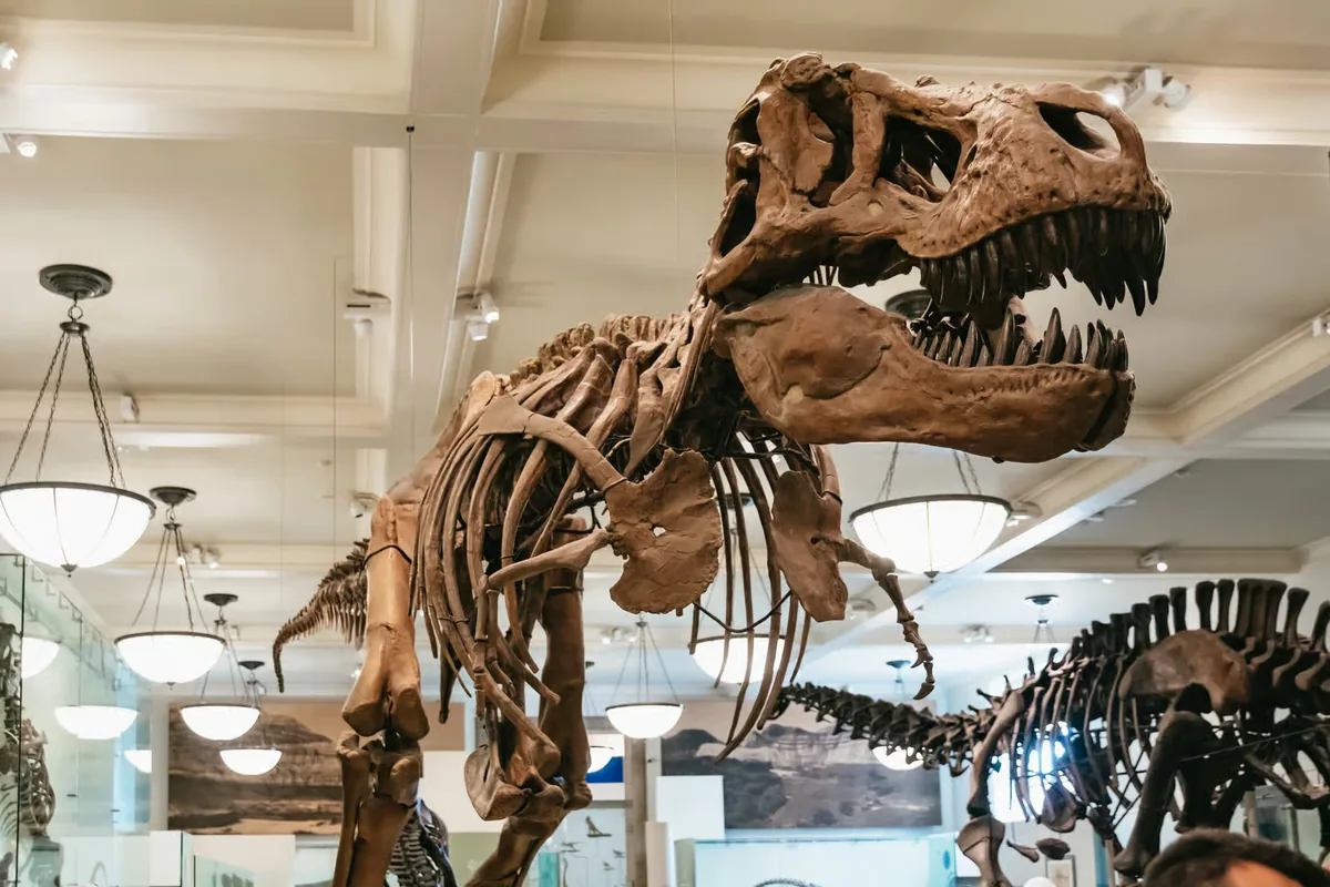 American Museum of Natural History New York Ticket