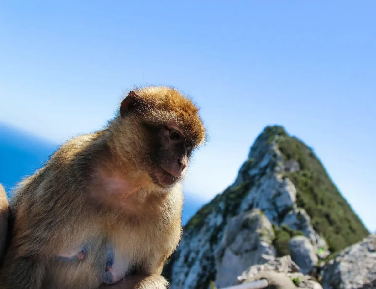 Excursion à Gibraltar depuis Malaga avec transport, guide et plus de 5 heures libres