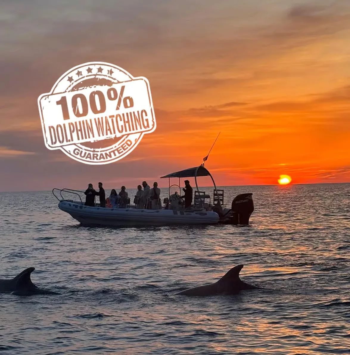 Dolphin watching in Alcúdia on a semi-private boat