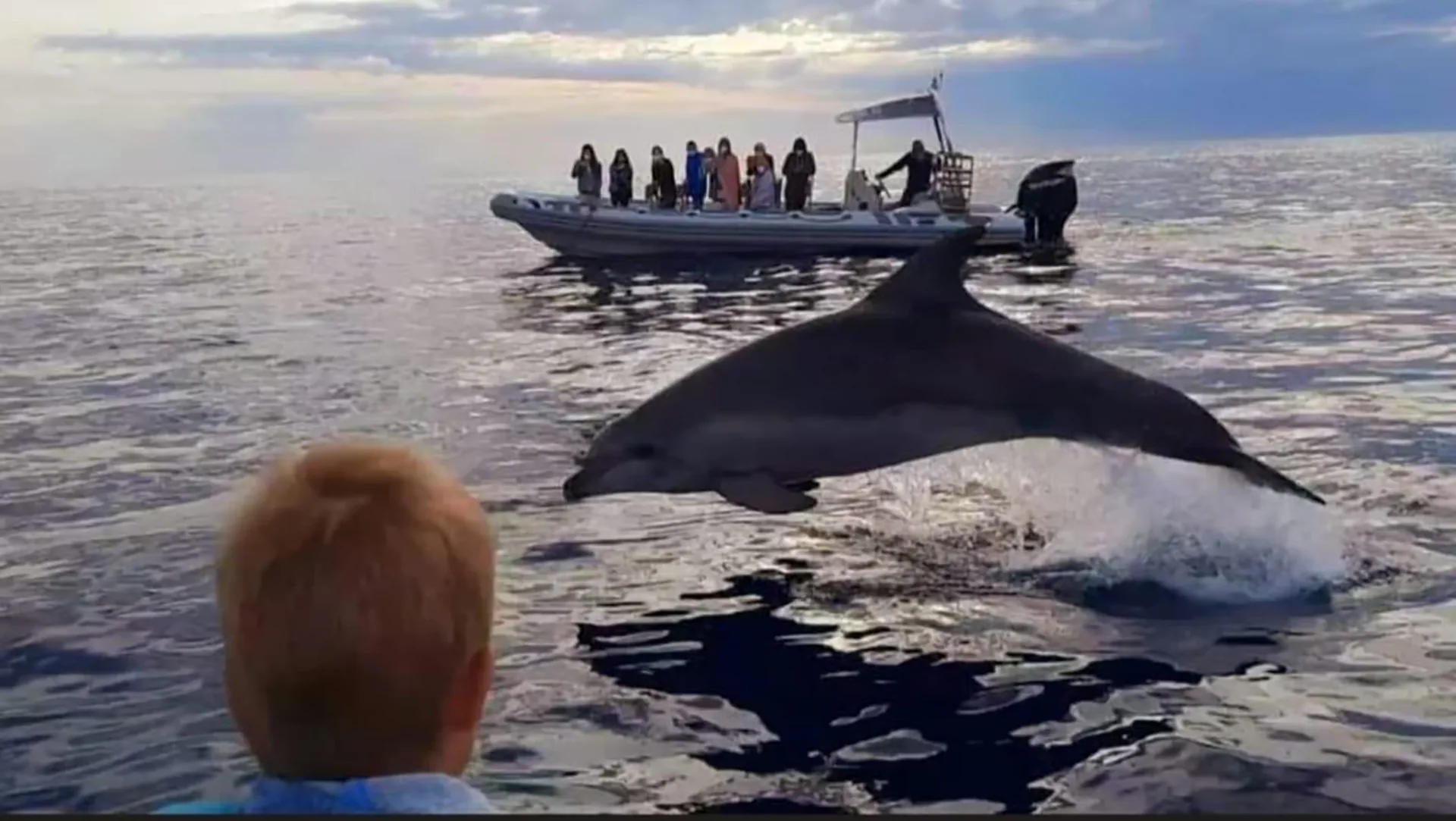 Dolphin watching in Alcúdia on a semi-private boat