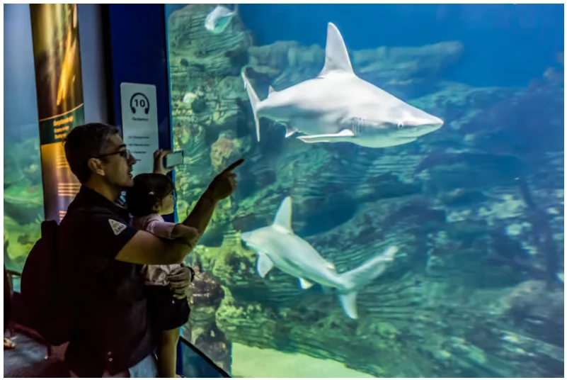 Valencia Oceanogràfic ticket: price, admission and tips