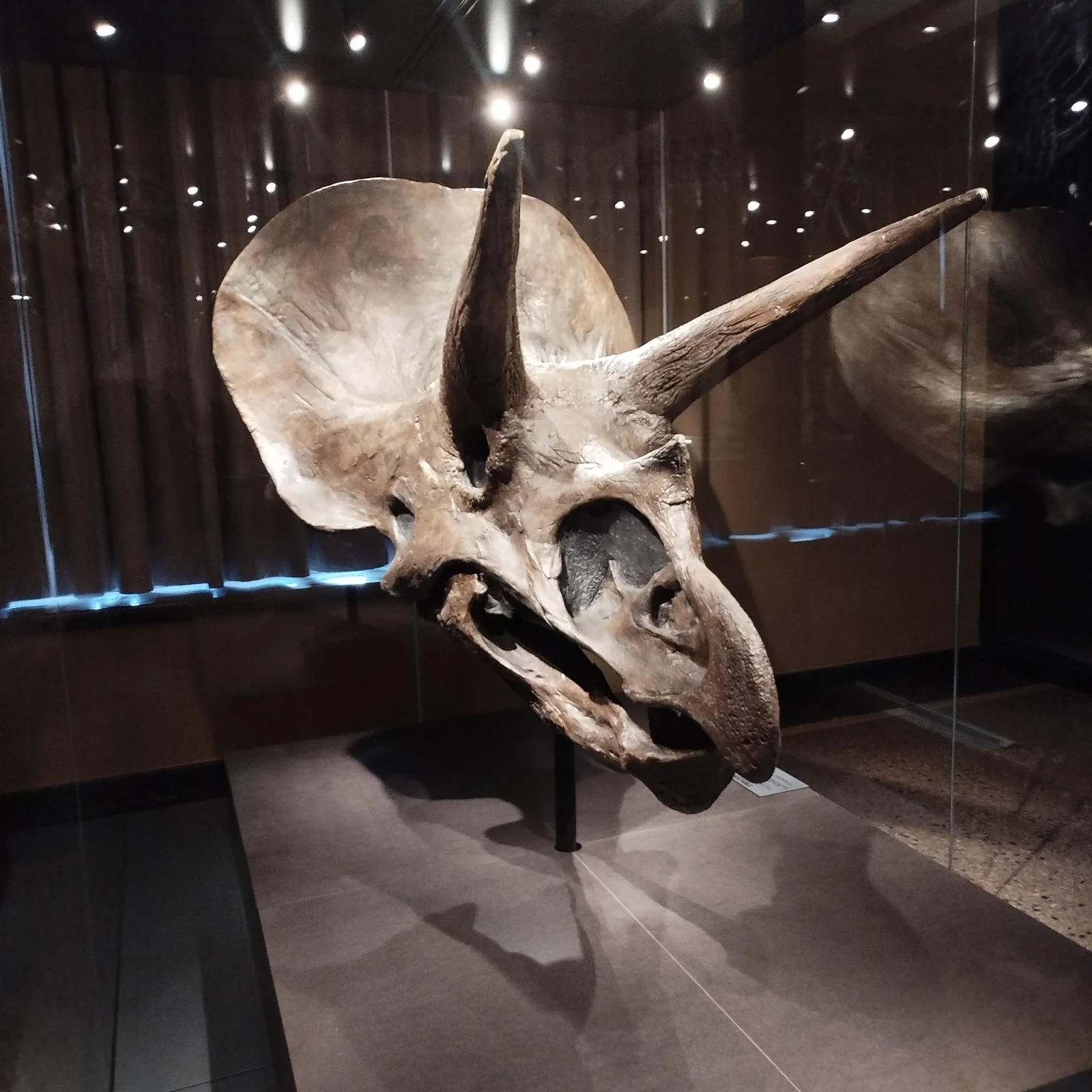Berlin Natural History Museum Ticket | Dinosaurs and Fossils