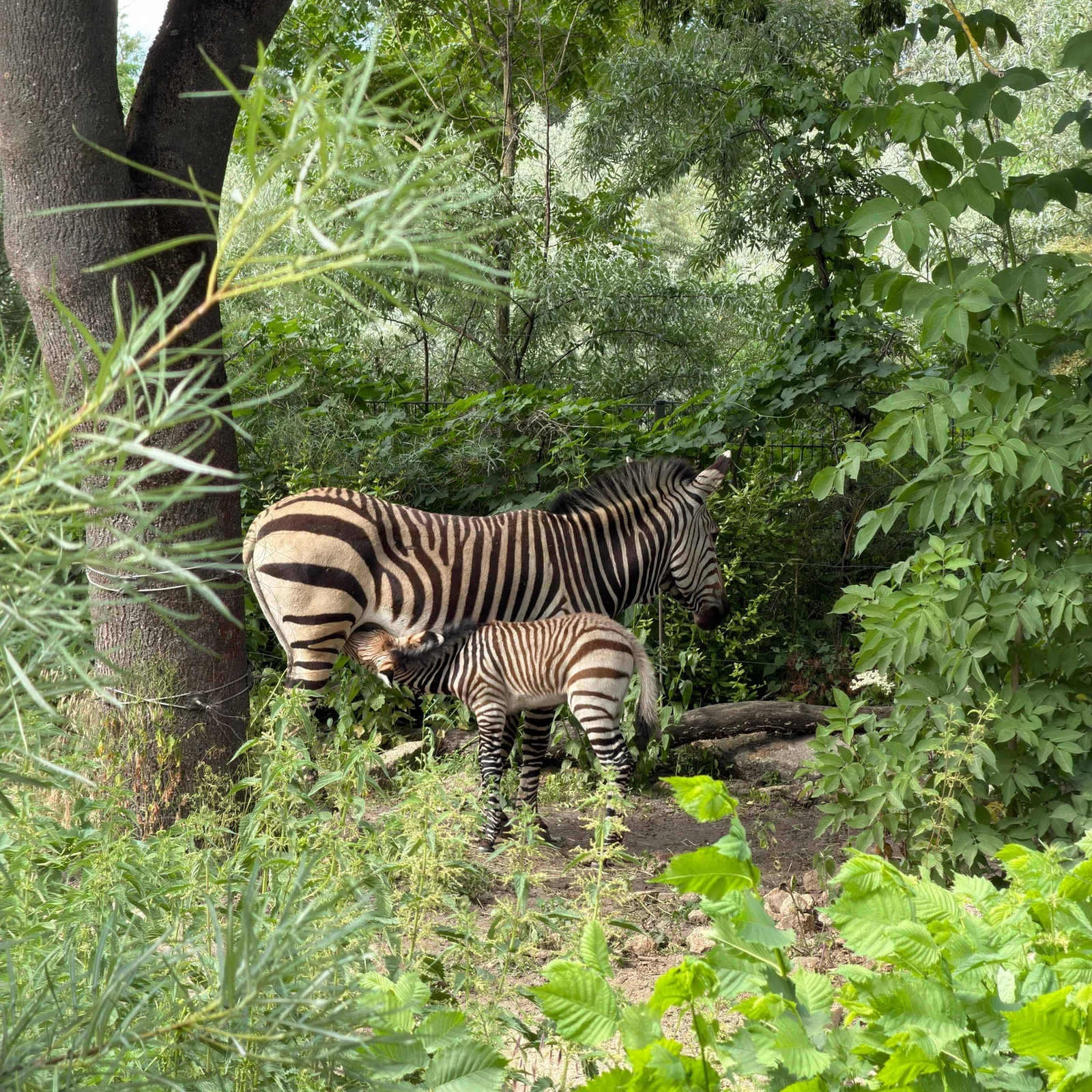 Tierpark Berlin tickets: visit Europe’s largest animal park