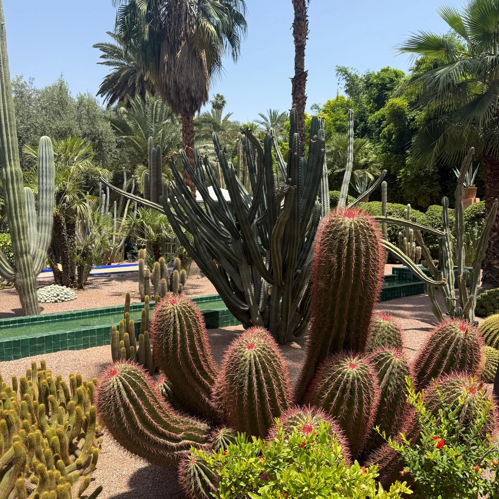 Majorelle Garden, Yves Saint Laurent Museum and Berber Museum Marrakech ticket