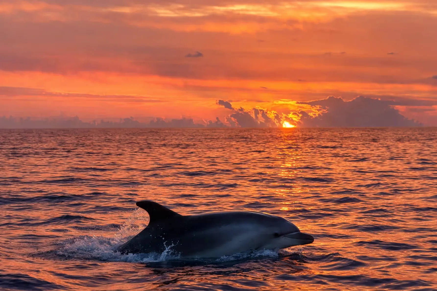 Sunrise dolphin watching in Alcudia by small speedboat
