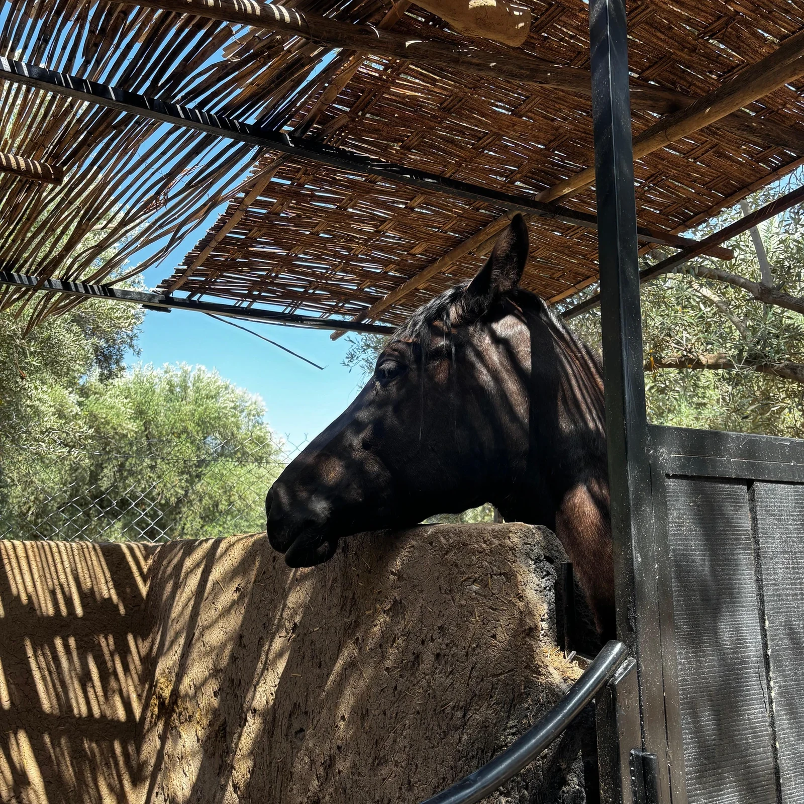 Horseback Ride Palmeraie Marrakech with Moroccan Tea and Transfers