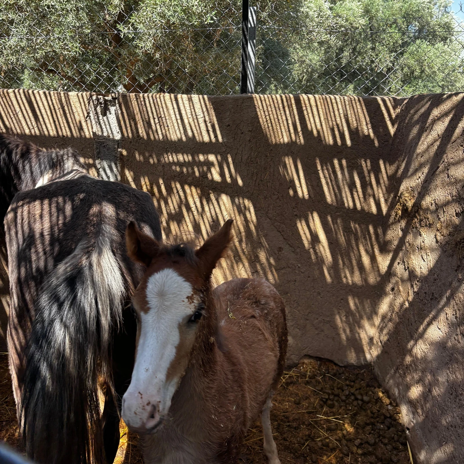 Horseback ride through Marrakech’s Palmeraie