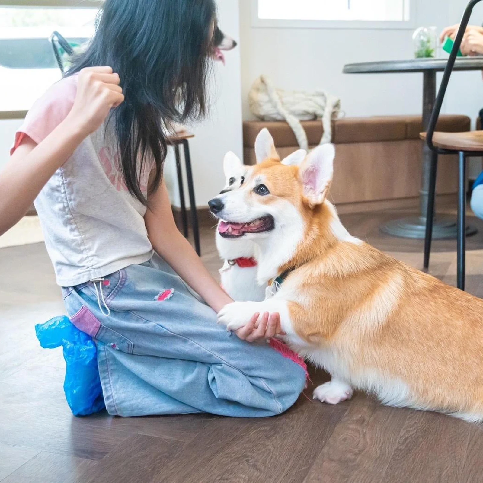 Billet Corgi in the Garden Cafe Bangkok avec corgis et boisson
