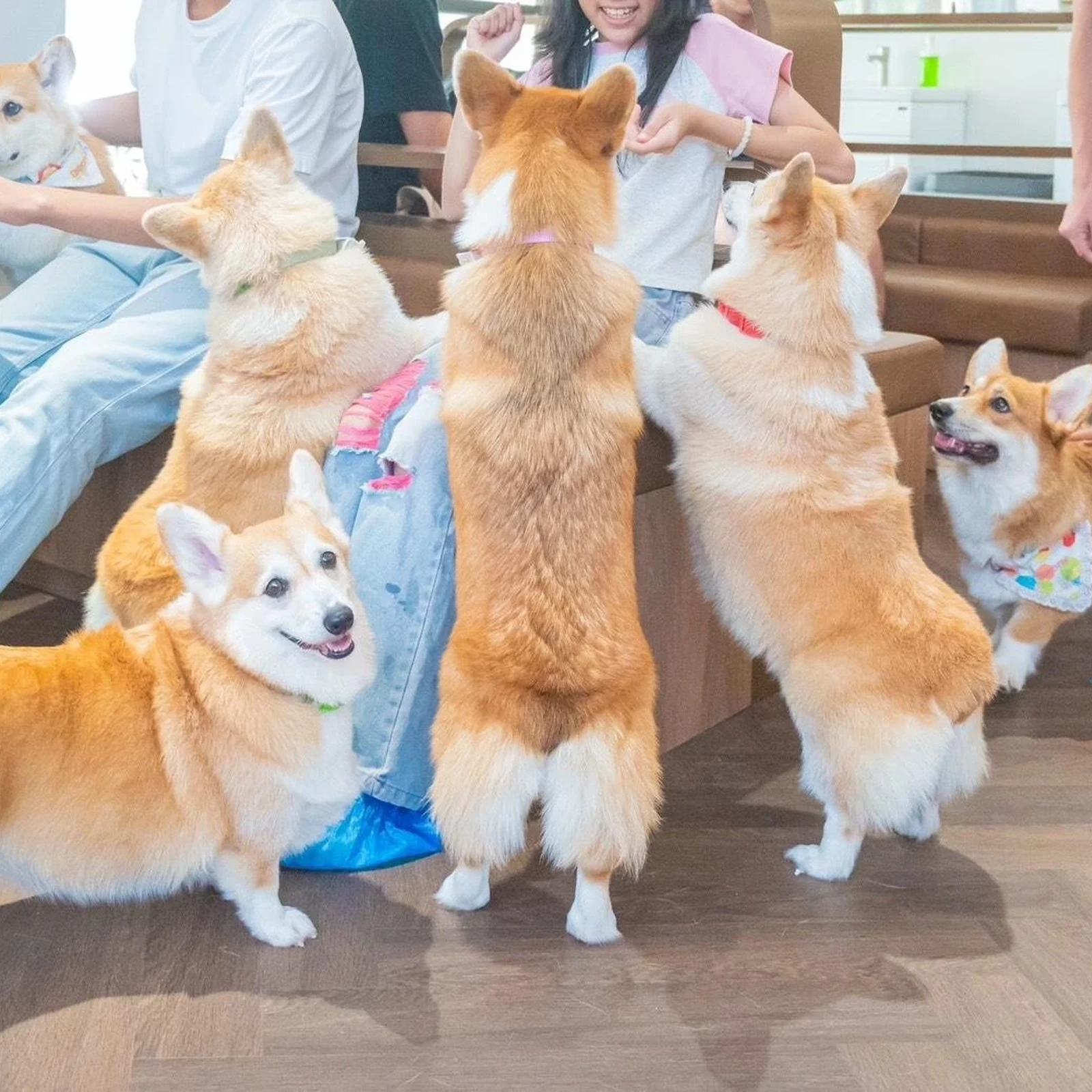 Billet Corgi in the Garden Cafe Bangkok avec corgis et boisson