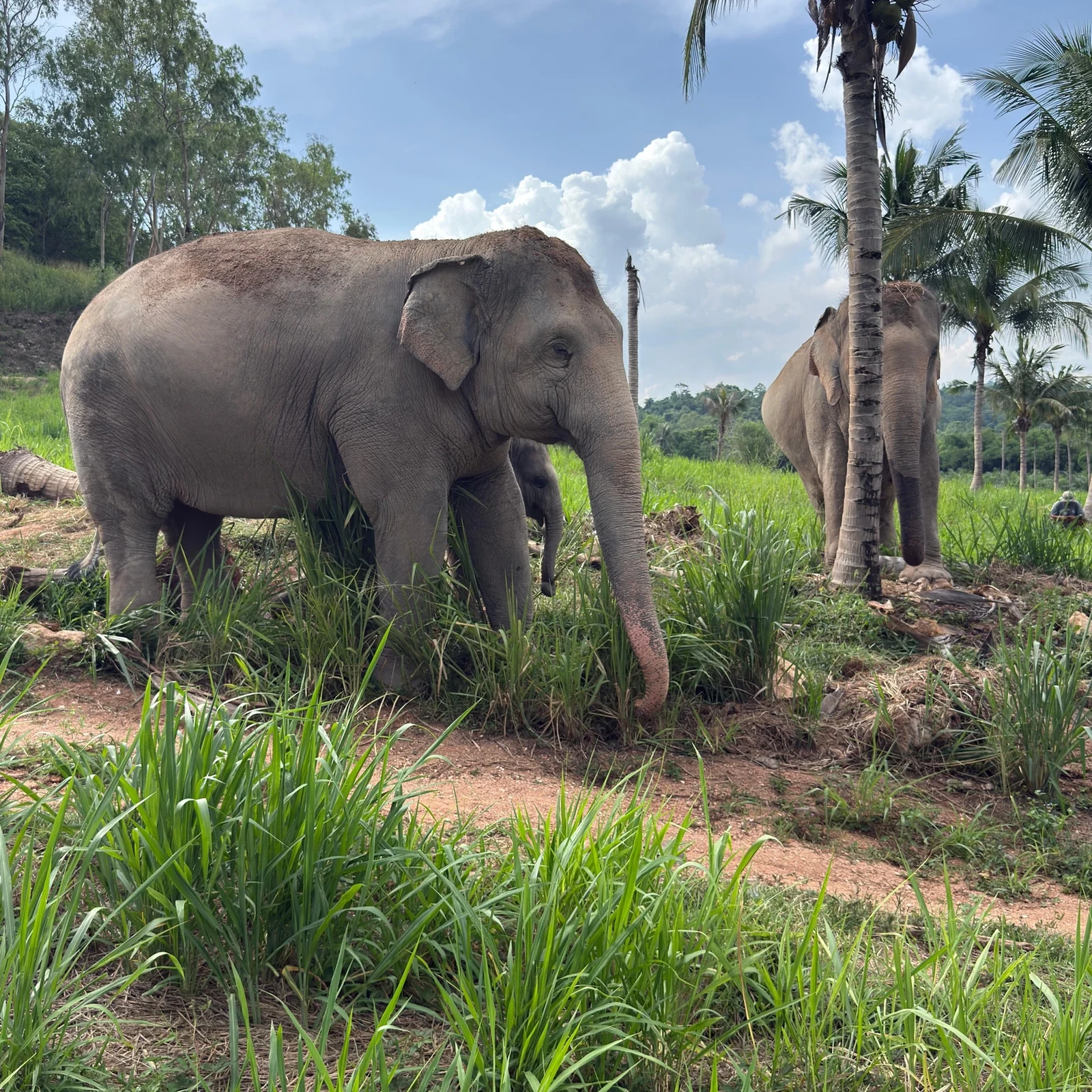 Living Green Elephant Sanctuary ab Bangkok: Elefanten, Natur und Tierwohl