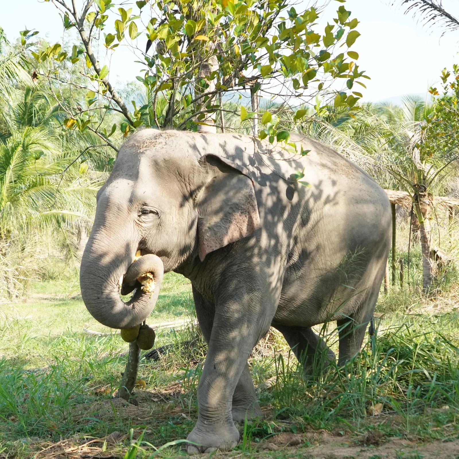 Living Green Elephant Sanctuary ab Bangkok: Elefanten, Natur und Tierwohl