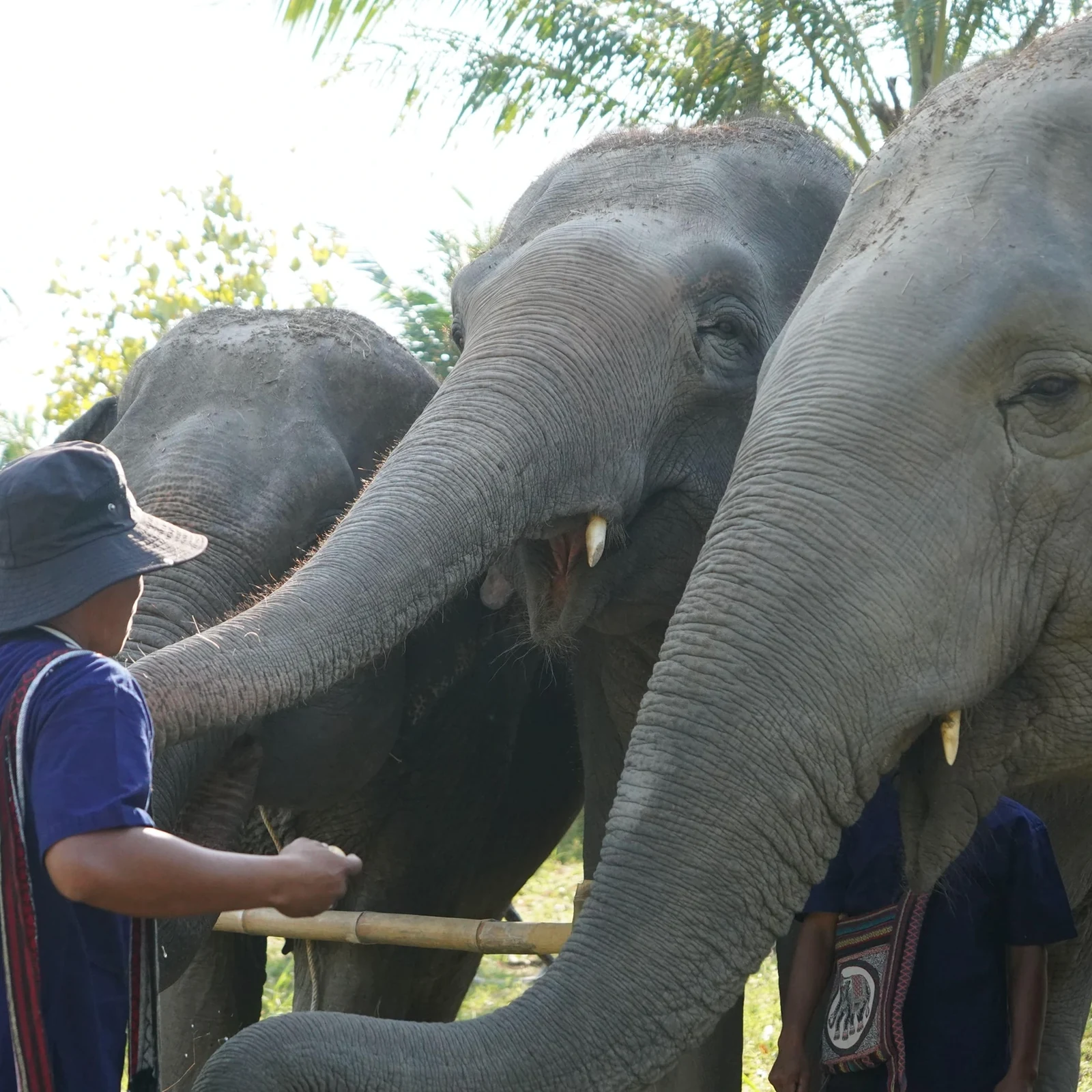 Living Green Elephant Sanctuary ab Bangkok: Elefanten, Natur und Tierwohl