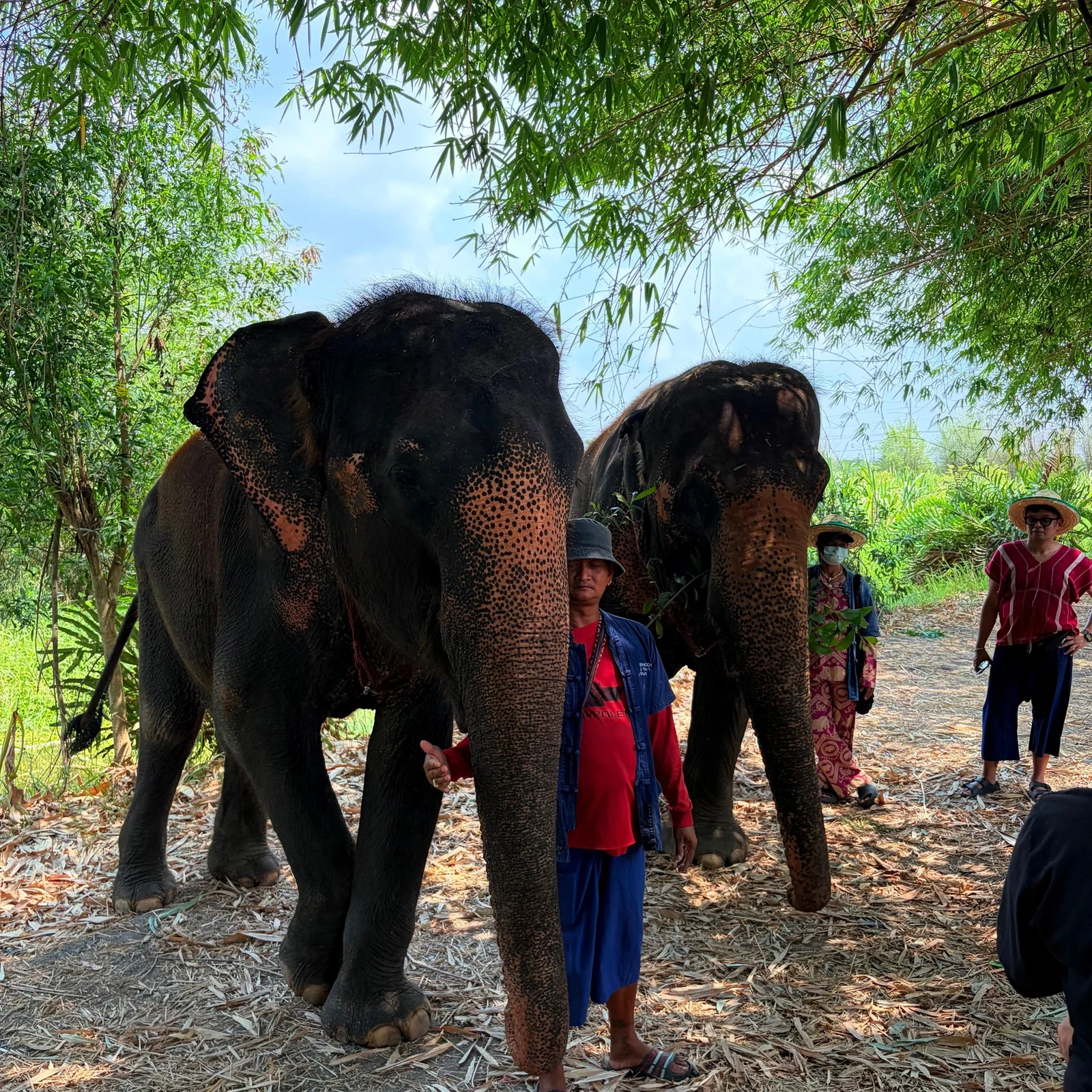 Expérience éthique avec éléphants à Bangkok, sans balade ni spectacle