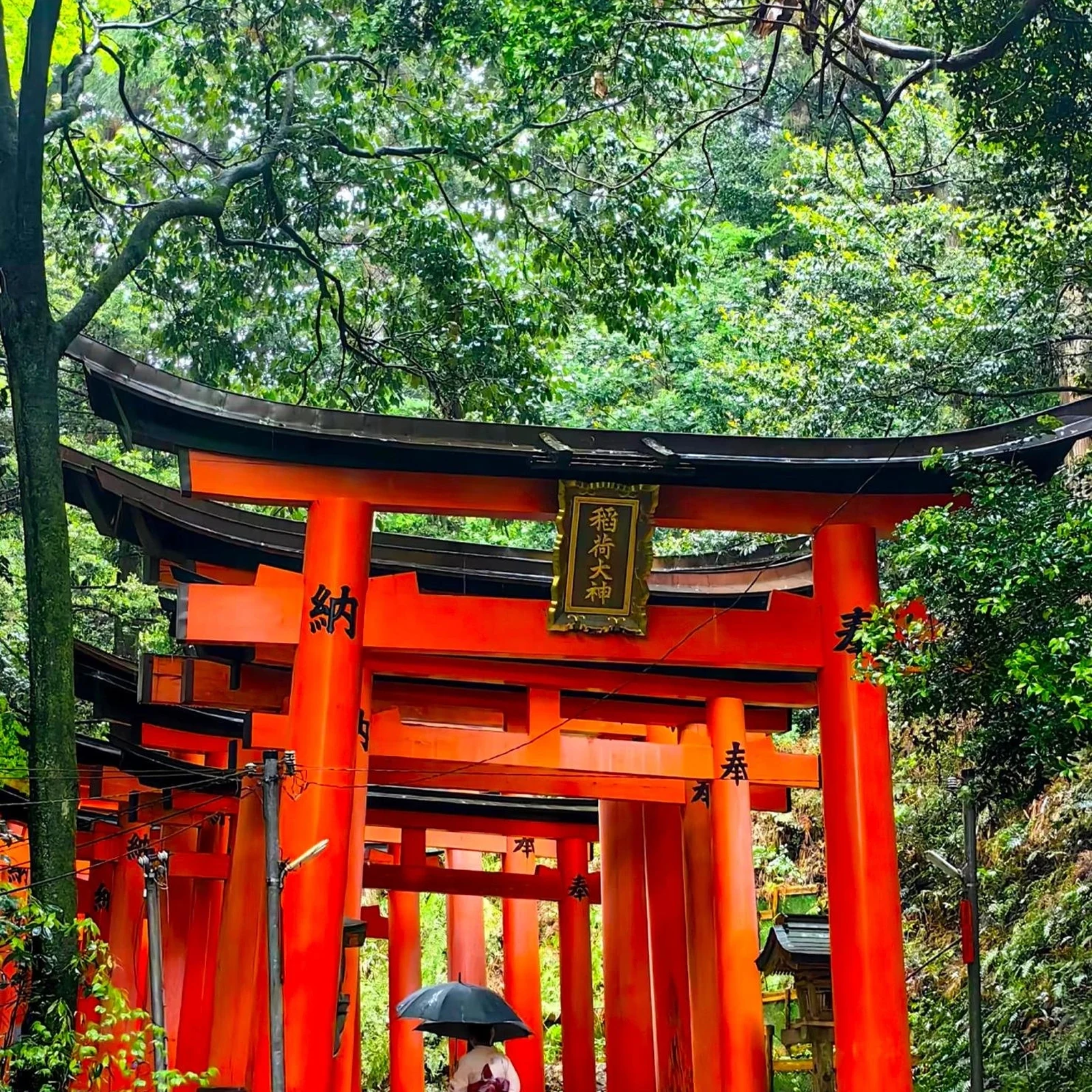 Arashiyama, Nara Park and Fushimi Inari Tour from Kyoto or Osaka