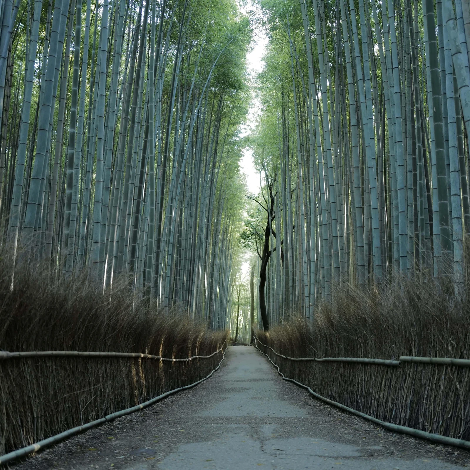 Early Morning Kyoto Tour: Fushimi Inari, Arashiyama and Kinkakuji Before the Crowds