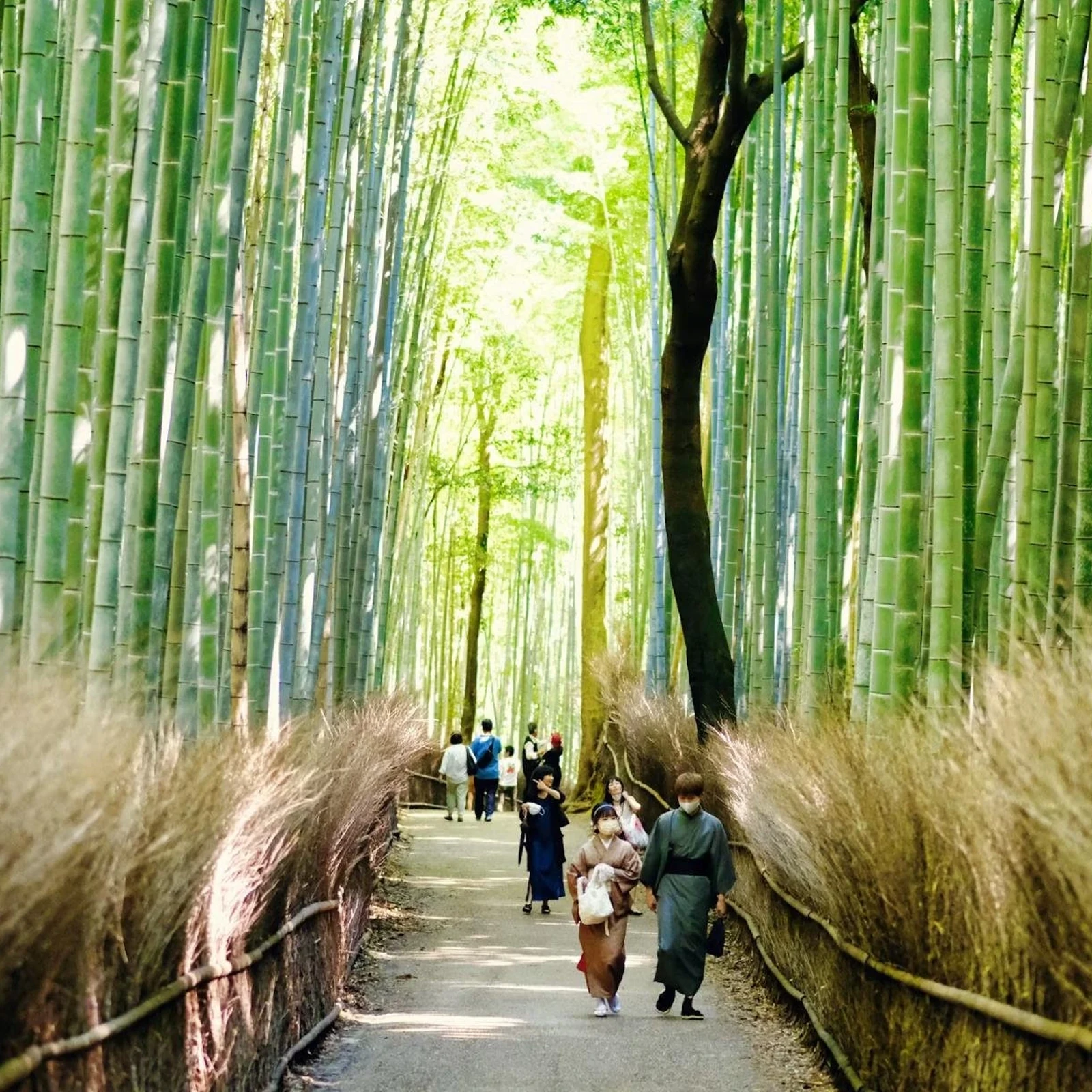 Tour guiado Arashiyama, Bosque de Bambú y Kinkaku-ji en Kioto