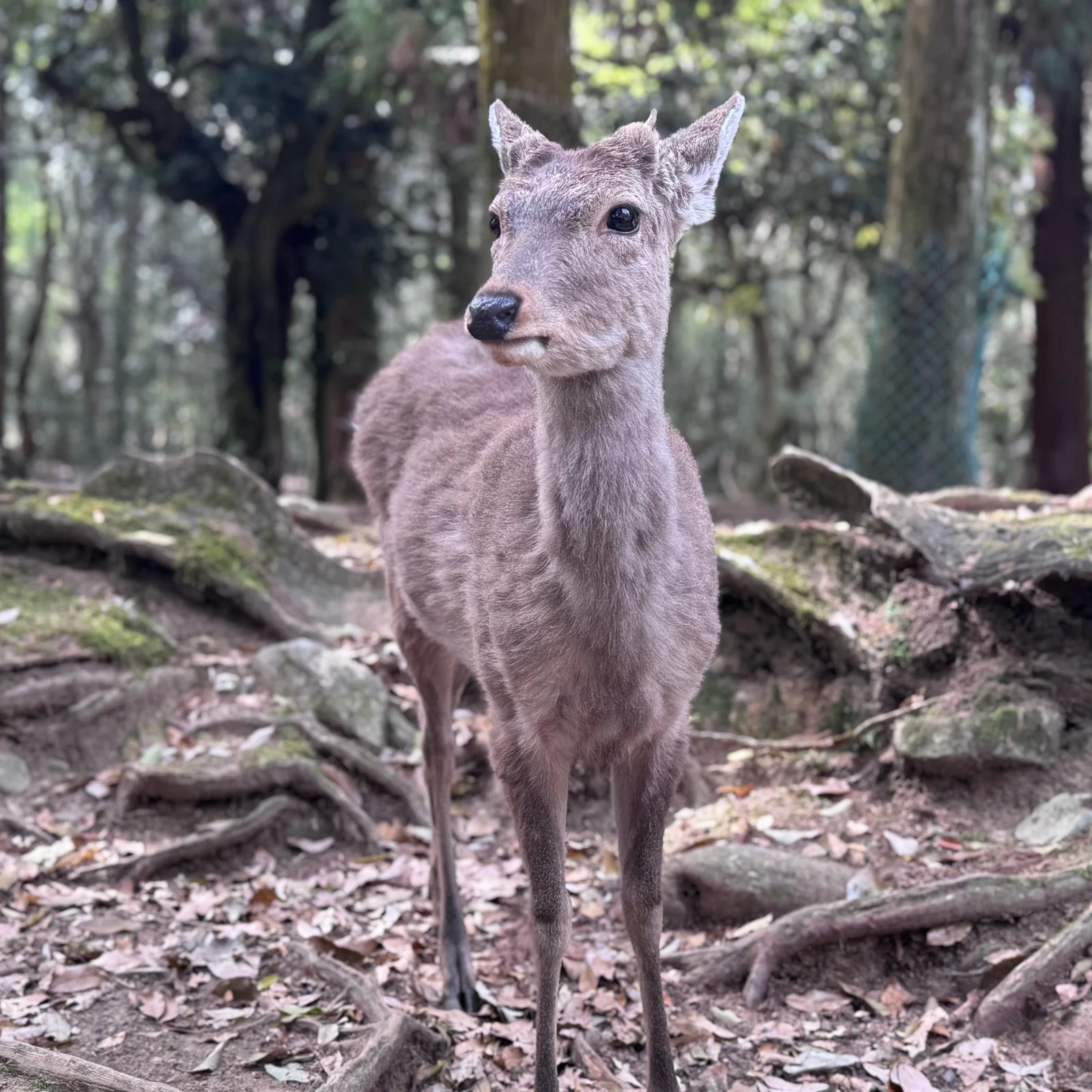 Visite matinale de Nara depuis Kyoto ou Osaka, avec guide et moins de foule