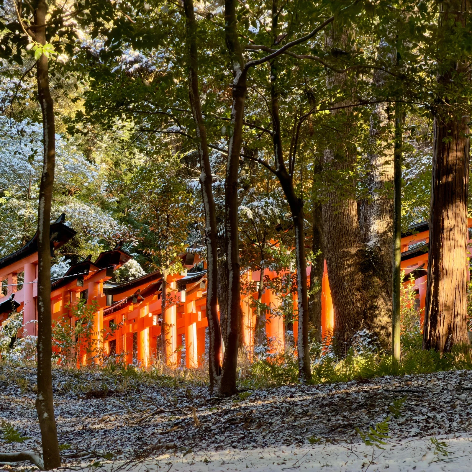 Private Kyoto Tour with Guide and Luxury Vehicle
