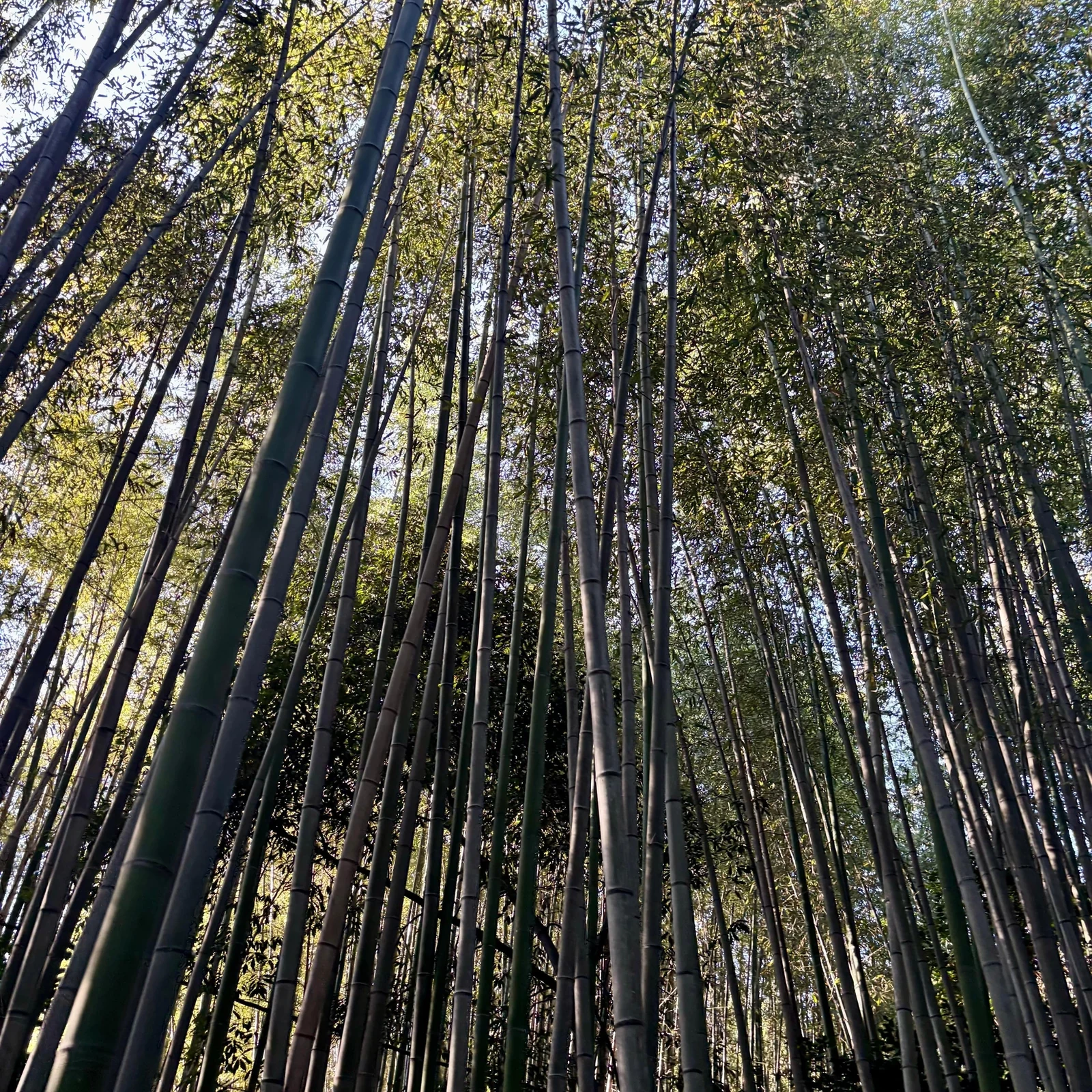 Kyoto: Arashiyama Rickshaw Tour and Bamboo Forest