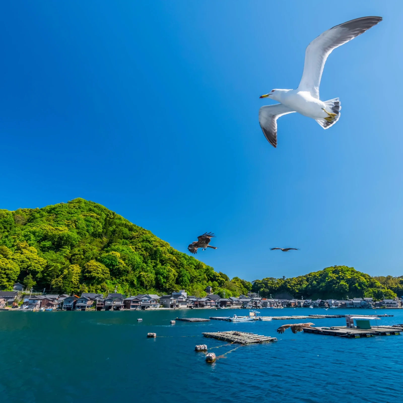Amanohashidate and Ine Day Trip from Kyoto or Osaka