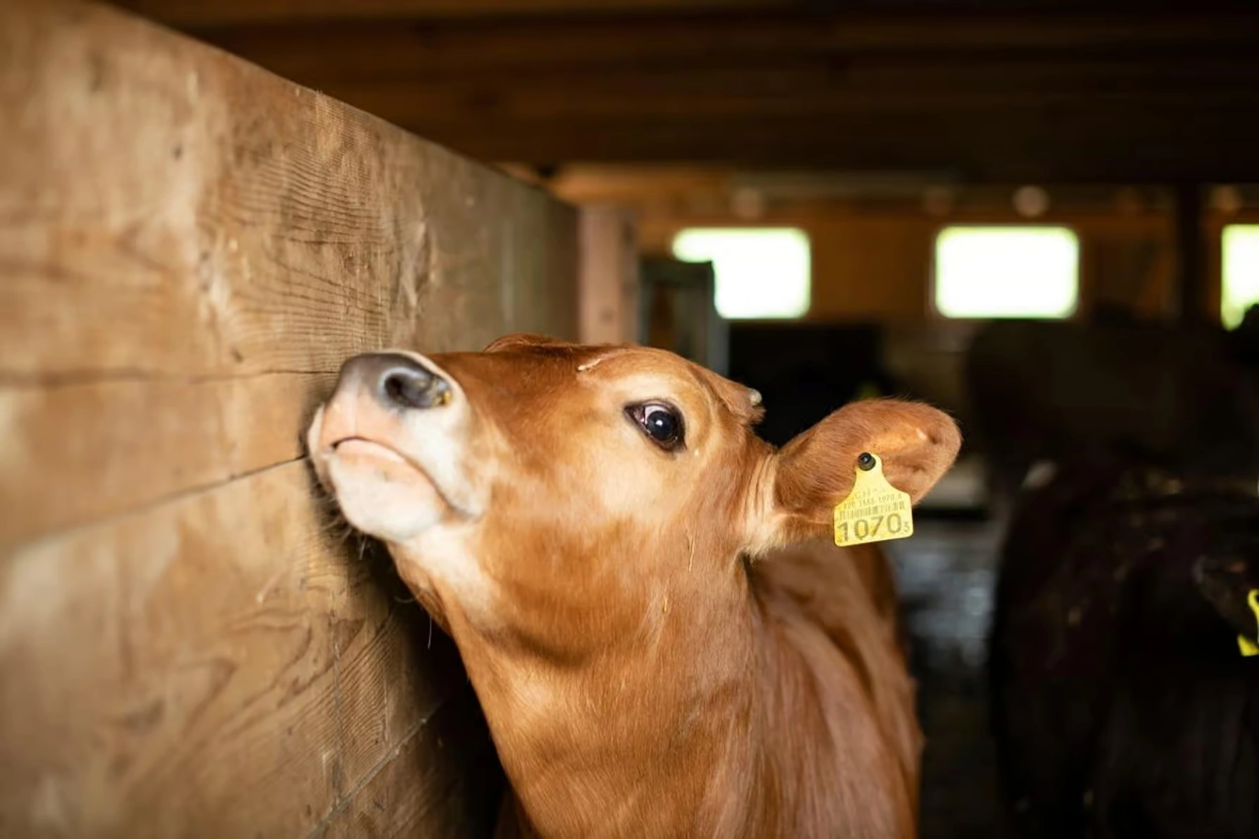 Excursion à Appenzell depuis Zurich : fromage, ferme suisse et vues alpines